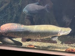 世界淡水魚園水族館　アクア・トトぎふに投稿された画像（2026/3/15）