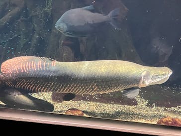 世界淡水魚園水族館　アクア・トトぎふに投稿された画像（2026/3/15）