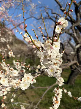 偕楽園本園に投稿された画像（2026/3/15）