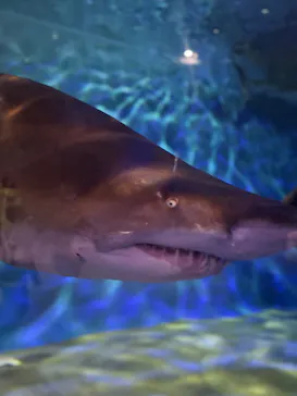 アクアワールド茨城県大洗水族館に投稿された画像（2026/3/15）