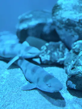 アクアワールド茨城県大洗水族館に投稿された画像（2026/3/15）