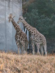 名古屋市東山動植物園に投稿された画像（2026/3/15）