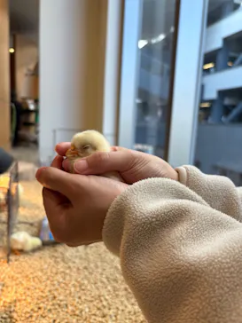 Moff animal cafe MARKIS 福岡ももち店に投稿された画像（2026/3/15）