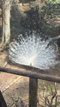 伊豆シャボテン動物公園に投稿された画像（2026/3/15）