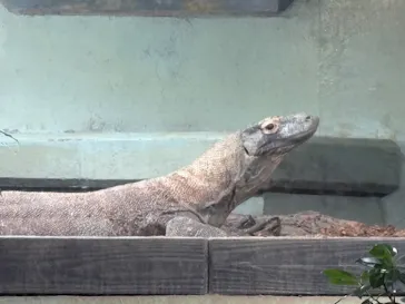 名古屋市東山動植物園に投稿された画像（2026/3/15）