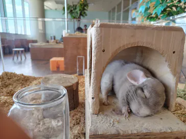 Moff animal cafe 小田原ダイナシティ店に投稿された画像（2026/3/15）