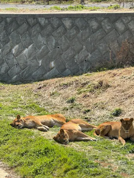 東京動物園協会_多摩動物公園に投稿された画像（2026/3/15）