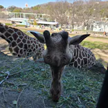 名古屋市東山動植物園に投稿された画像（2026/3/15）