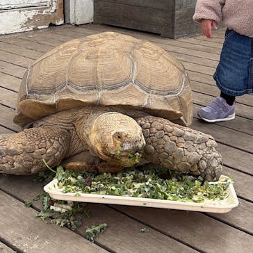 滋賀農業公園ブルーメの丘に投稿された画像（2026/3/15）