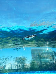 サンシャイン水族館に投稿された画像（2026/3/15）