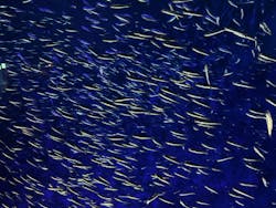 大分マリーンパレス水族館 「うみたまご」に投稿された画像（2026/3/15）