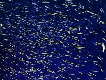 大分マリーンパレス水族館 「うみたまご」に投稿された画像（2026/3/15）