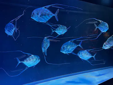 大分マリーンパレス水族館 「うみたまご」に投稿された画像（2026/3/15）