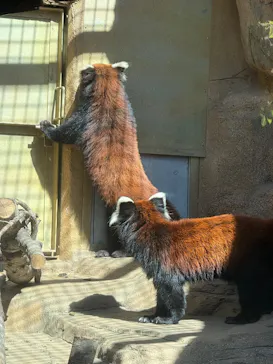 那須どうぶつ王国に投稿された画像（2026/3/15）