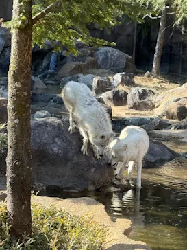 那須どうぶつ王国に投稿された画像（2026/3/15）