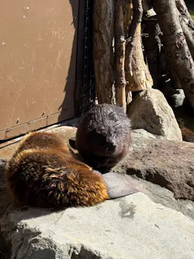 那須どうぶつ王国に投稿された画像（2026/3/15）