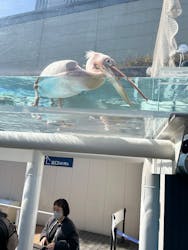 サンシャイン水族館に投稿された画像（2026/3/15）