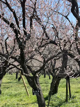 偕楽園本園に投稿された画像（2026/3/15）