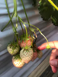 大竹いちご園に投稿された画像（2026/3/15）