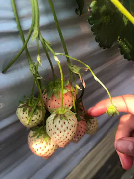 大竹いちご園に投稿された画像（2026/3/15）