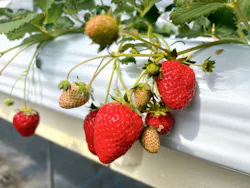 フルーツランド　モギトーレに投稿された画像（2026/3/15）