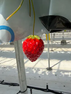 strawberry lab ～farmlab ikaho factory～に投稿された画像（2026/3/15）