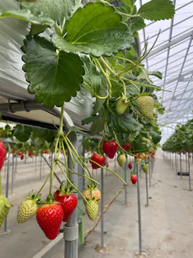 花園いちご園に投稿された画像（2026/3/15）