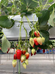 花園いちご園に投稿された画像（2026/3/15）