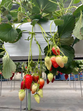 花園いちご園に投稿された画像（2026/3/15）