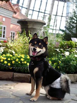 安城産業文化公園デンパークに投稿された画像（2026/3/15）