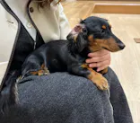 いぬカフェRio 鎌倉小町通り店に投稿された画像（2026/3/15）