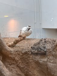 恩賜上野動物園に投稿された画像（2026/3/15）