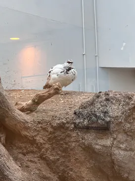 恩賜上野動物園に投稿された画像（2026/3/15）