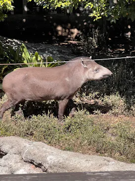 恩賜上野動物園に投稿された画像（2026/3/15）
