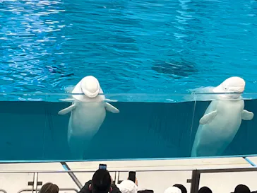 横浜・八景島シーパラダイスに投稿された画像（2026/3/15）