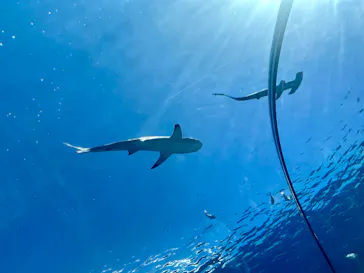 横浜・八景島シーパラダイスに投稿された画像（2026/3/15）