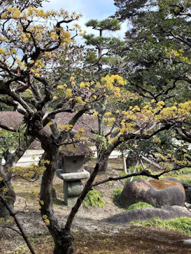 元離宮二条城に投稿された画像（2026/3/15）