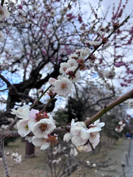 元離宮二条城に投稿された画像（2026/3/15）