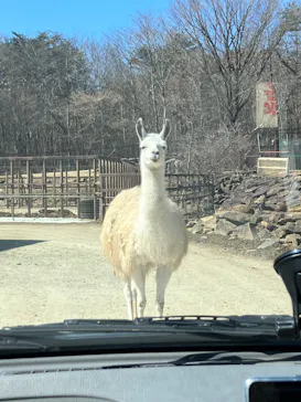 東北サファリパークに投稿された画像（2026/3/15）