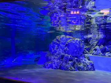 すみだ水族館に投稿された画像（2026/3/15）