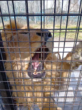 那須サファリパークに投稿された画像（2026/3/15）