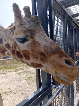 那須サファリパークに投稿された画像（2026/3/15）