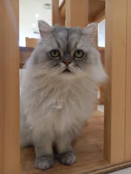 Cat Café MOFF イオンモールナゴヤドーム前店に投稿された画像（2026/3/15）