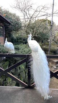 伊豆シャボテン動物公園に投稿された画像（2026/3/15）