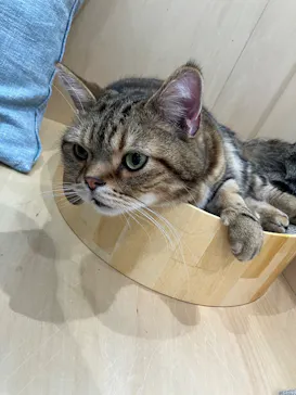 Cat Café MOFF グランベリーパーク店に投稿された画像（2026/3/15）