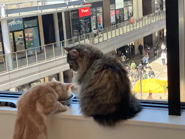 Cat Café MOFF グランベリーパーク店に投稿された画像（2026/3/15）