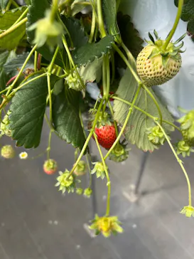 折原果樹園に投稿された画像（2026/3/15）