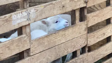 マザー牧場に投稿された画像（2026/3/15）