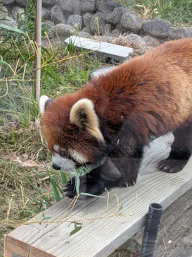 天王寺動物園に投稿された画像（2026/3/15）