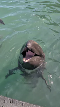 太地町立くじらの博物館に投稿された画像（2026/3/15）